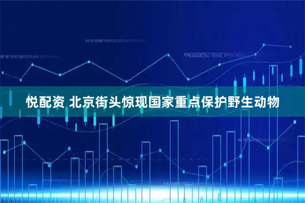 悦配资 北京街头惊现国家重点保护野生动物